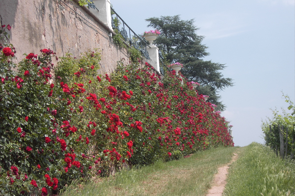 Schloss Johannisberg